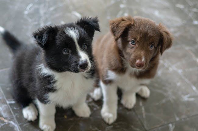 How to Train Your Rescue Puppy to Socialize How to Train Your Rescue Puppy to Socialize